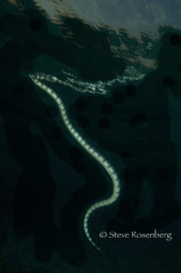 Sea Krait