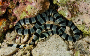 Sea Krait