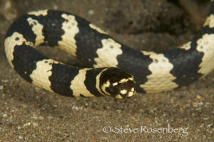 Sea Krait