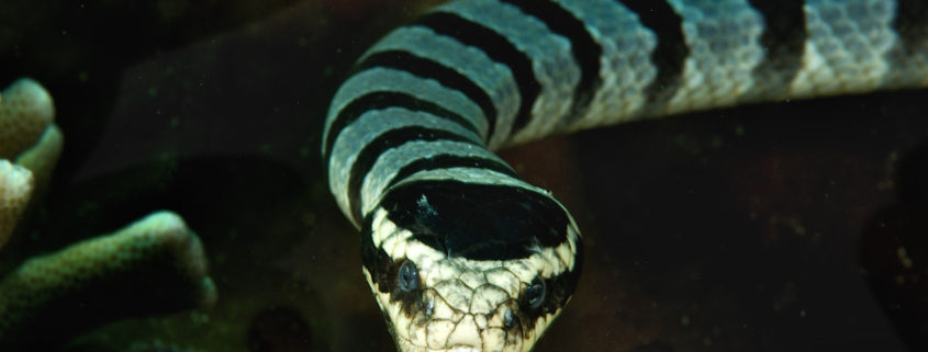 Sea Krait