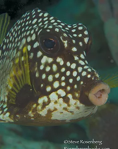 Trunkfish