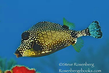 The Smooth Trunkfish - Dive Travel Guides