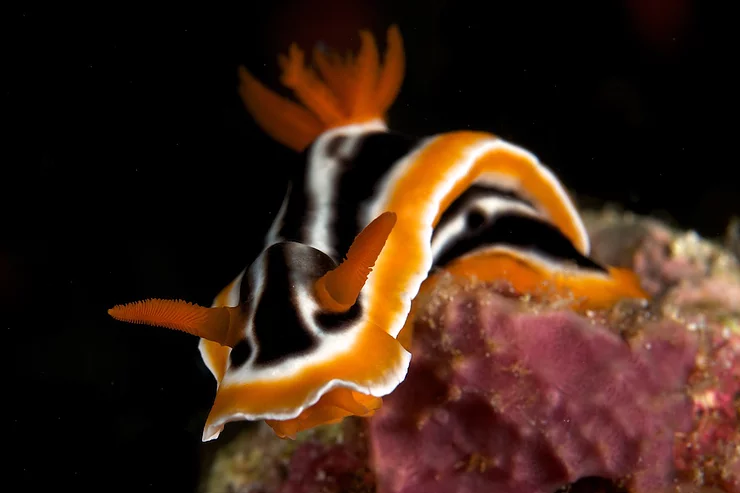 Nudibranch