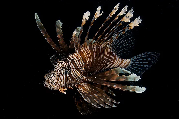 Lionfish