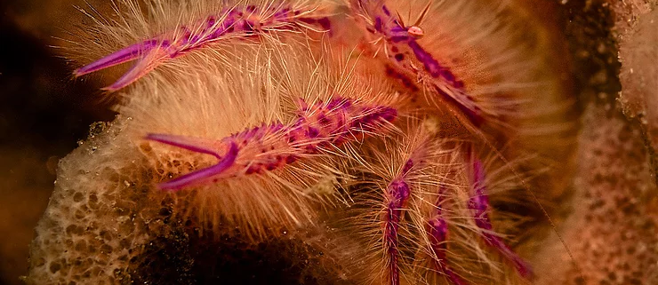 Hairy Squat Lobster