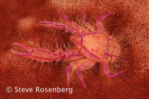 Hairy Squat Lobster