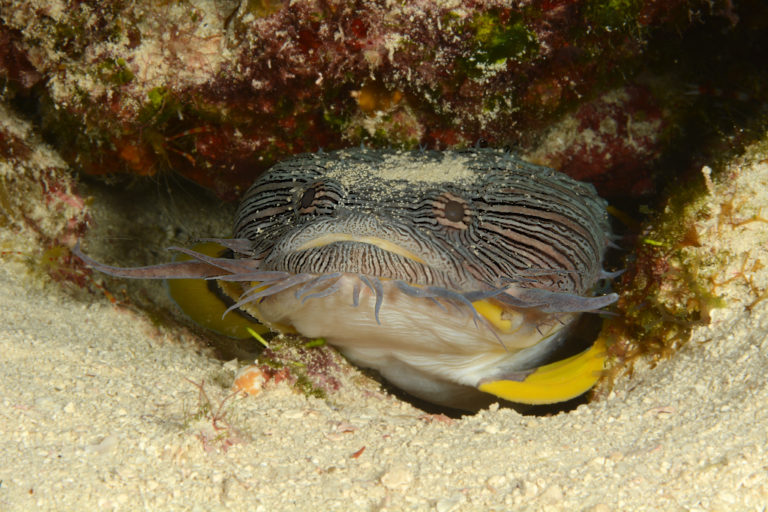 The Cozumel Splendid Toadfish - Dive Travel Guides