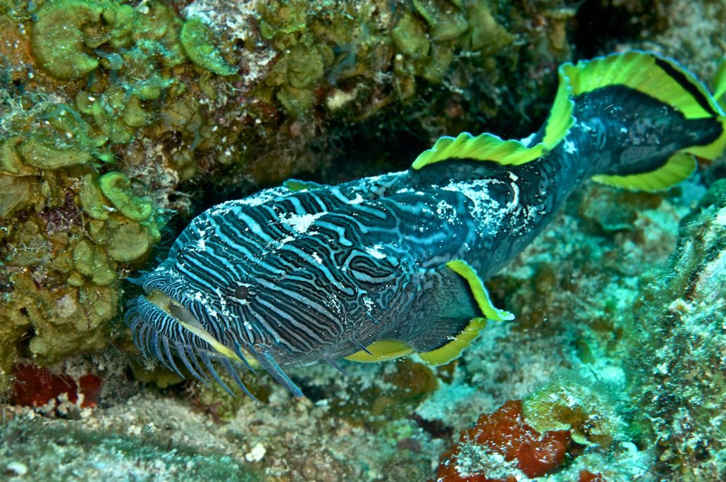 Splendid Toadfish Seen Dancing at Potential Prey