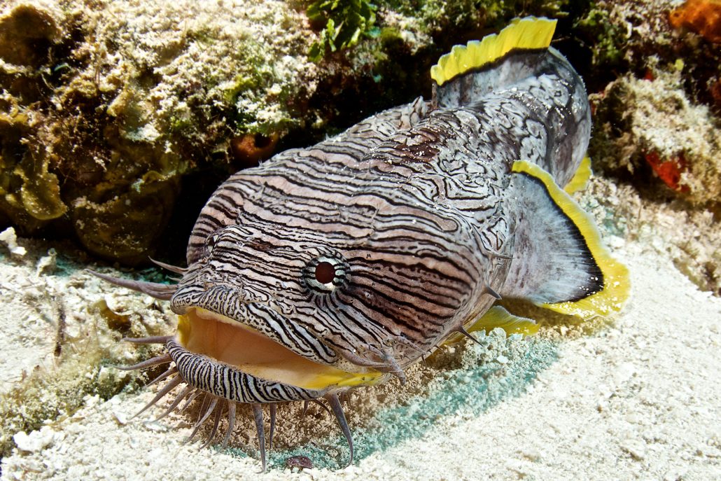 The Cozumel Splendid Toadfish - Dive Travel Guides