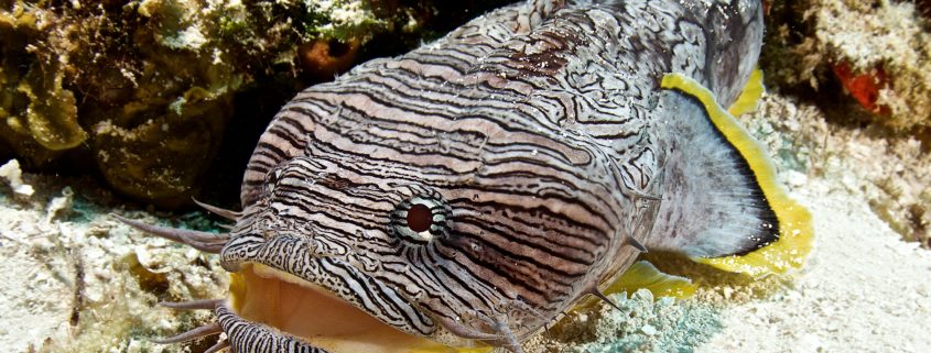 Splendid Toadfish