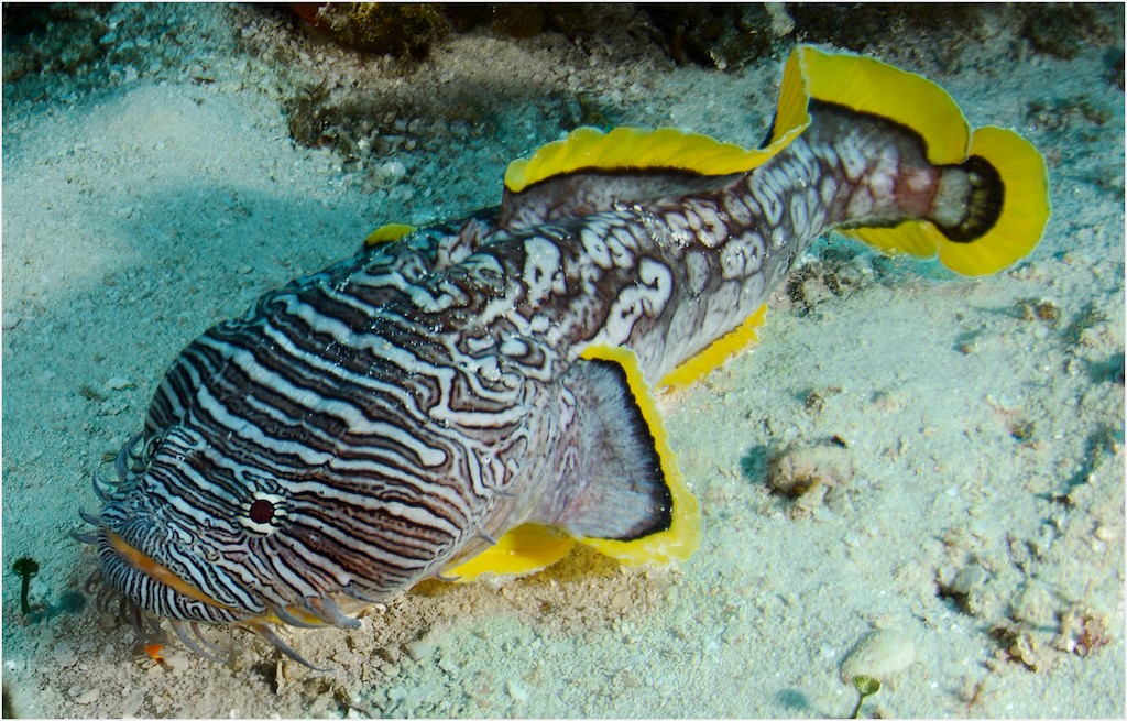 Splendid Toadfish Seen Dancing at Potential Prey, Reef Builders