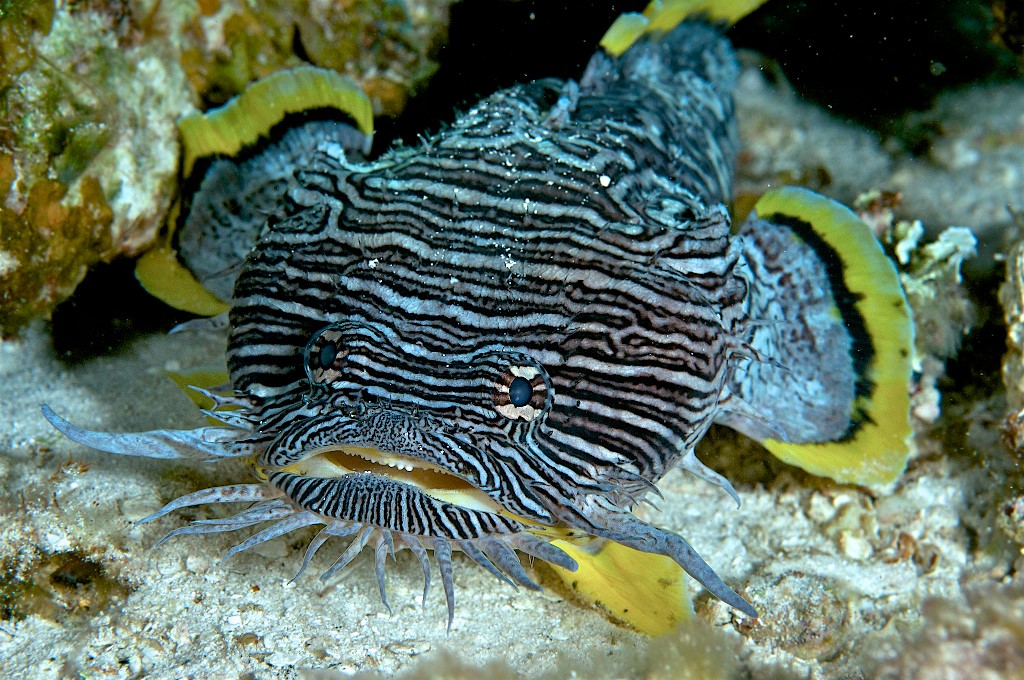 Cozumel Splendid Toadfish – Jack's September Underwater