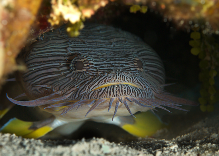 The Cozumel Splendid Toadfish Dive Travel Guides